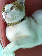 i-mobile 322 - ไอโมบาย