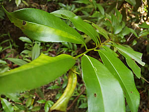 i-mobile TV630 - ไอโมบาย