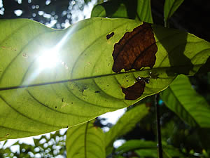 i-mobile TV630 - ไอโมบาย