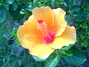 I- mobile TV638CG - ไอโมบาย TV638CG