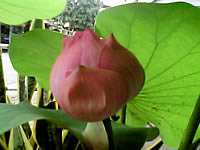 Infinity DOOFEE3 - อินฟินิตี้ Doofee3