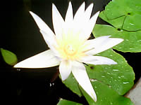 Infinity DOOFEE3 - อินฟินิตี้ Doofee3