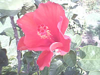 Infinity mini Touchy - อินฟินิตี้ mini Touchy