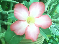 Infinity mini Touchy - อินฟินิตี้ mini Touchy