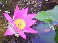  inovo I3291a - ไอโนโว่