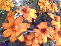  inovo I3291a - ไอโนโว่