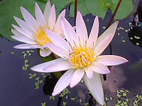  inovo I3291a - ไอโนโว่