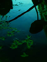  NEX Crystal - เน็กซ์