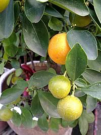 Nokia 5800 Express Music - โนเกีย 5800 Express Music