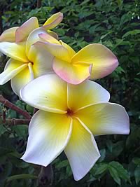 Nokia 5800 Express Music - โนเกีย 5800 Express Music