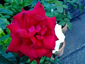 Nokia 5800 Express Music - โนเกีย 5800 Express Music