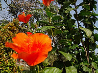  Samsung Candy 3G - ซัมซุง