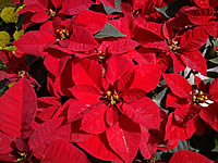  Samsung Candy 3G - ซัมซุง