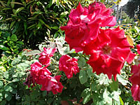  Samsung Candy 3G - ซัมซุง