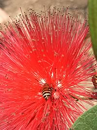 Samsung D980 Dual SIM