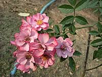 Samsung D980 Dual SIM