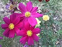 Samsung D980 Dual SIM