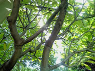  Sony Ericsson Naite - โซนี่ อีริคสัน