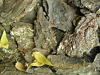 Sony Ericsson Satio - โซนี่ อิริคสัน