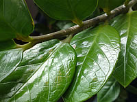 Sony Ericsson Satio - โซนี่ อิริคสัน