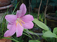 Sony Ericsson W995 - โซนี่ อีริคสัน