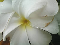 Sony Ericsson W995 - โซนี่ อีริคสัน