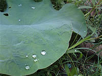 Sony Ericsson W995 - โซนี่ อีริคสัน