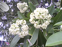 WellcoM W9229 Tuxedo - เวลคอม Tuxedo