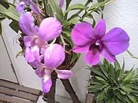 WellcoM W9229 Tuxedo - เวลคอม Tuxedo