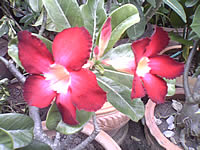 WellcoM W9229 Tuxedo - เวลคอม Tuxedo