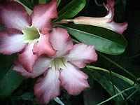  AJ TVM118 - เอเจ 