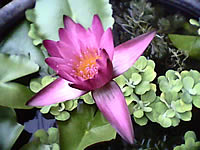  AJ TVM118 - เอเจ 