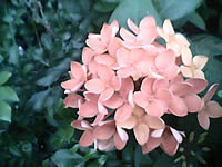  AJ TVM118 - เอเจ 