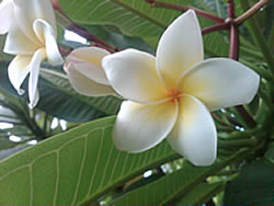 BlackBerry Storm2 9520 - แบล็คเบอร์รี่ Storm2 9520