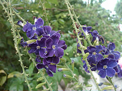 BlackBerry Storm2 9520 - แบล็คเบอร์รี่ Storm2 9520