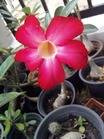 Garmin Asus nuvifone A10 - การ์มิน อัสซุส  nuvifone A10