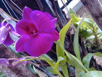 Garmin Asus nuvifone A10 - การ์มิน อัสซุส  nuvifone A10