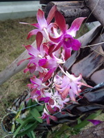 Garmin Asus nuvifone A10 - การ์มิน อัสซุส  nuvifone A10