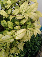 Garmin Asus nuvifone A10 - การ์มิน อัสซุส  nuvifone A10