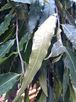 Garmin Asus nuvifone A10 - การ์มิน อัสซุส  nuvifone A10