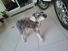 Garmin Asus A50 - การ์มิน อัสซุส A50