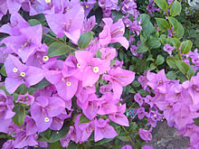 Garmin Asus A50 - การ์มิน อัสซุส A50