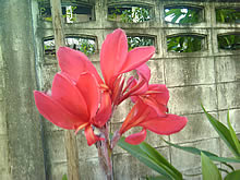 Garmin Asus A50 - การ์มิน อัสซุส A50