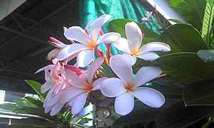 Garmin Asus M10E - การ์มิน อัสซุส M10E