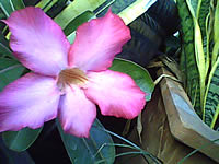  G-TECH GT303 BC - จีเทค