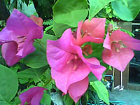  G-TECH GT303 BC - จีเทค