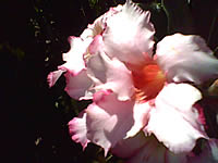  G-TECH GT303 BC - จีเทค