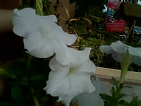 H2O X8 - เอชทูโอ