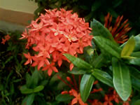 H2O X8 - เอชทูโอ