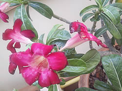 i-mobile 5230 - ไอโมบาย